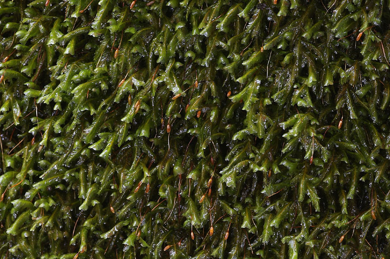 Homalia trichomanoides